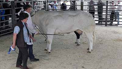 Lucy Flintham Senior Young Handler
